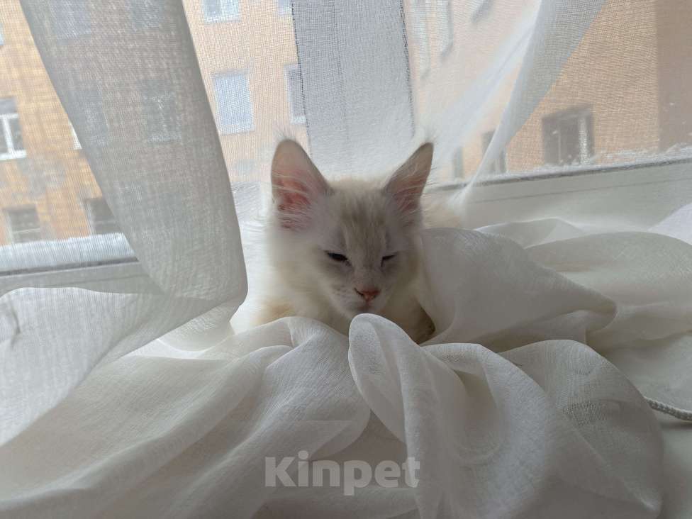 Кошки в Санкт-Петербурге: Котята мейн-кун Мальчик, Бесплатно - фото 6