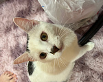 Кошки в Твери: Кота в добрые руки Мальчик, Бесплатно - фото 1
