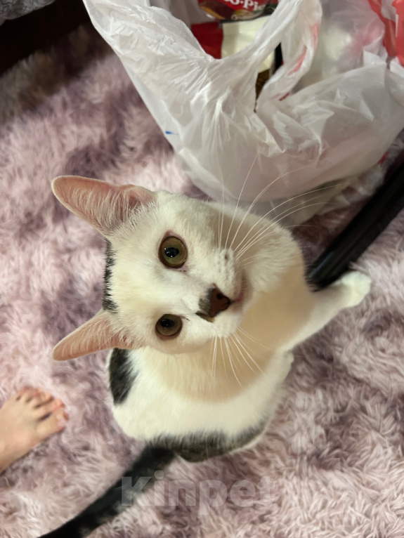Кошки в Твери: Кота в добрые руки Мальчик, Бесплатно - фото 1