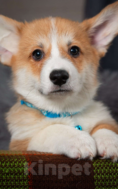 Собаки в Москве: Предлагаю  щенка корги Мальчик, 60 000 руб. - фото 5