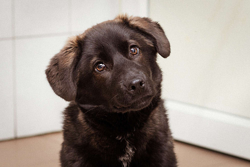 Рокси, 4 месяца ищет дом!