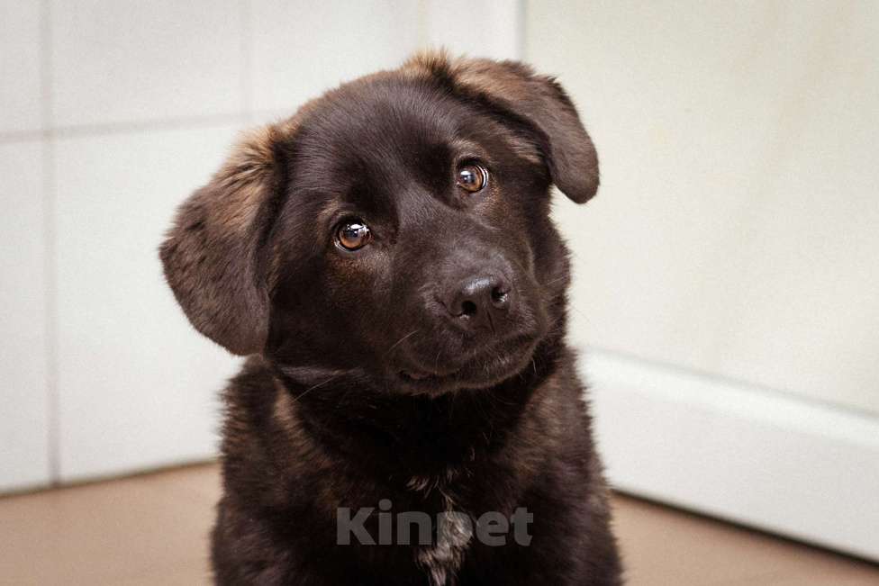 Собаки в Москве: Рокси, 4 месяца ищет дом! Девочка, Бесплатно - фото 1