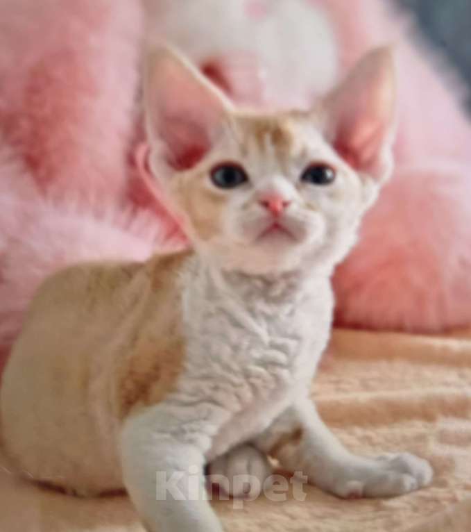 Кошки в Хабаровске: Мальчик Девон рекс Мальчик, 120 000 руб. - фото 1