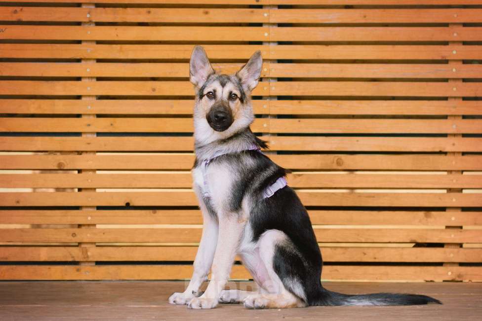 Собаки в Москве: Ищем дом для чудесной малышки Шерди Девочка, Бесплатно - фото 2