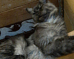 Кошки в Кингисеппе: Мейн-кун, кошка, 3 000 руб. - фото 5