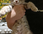Кошки в Екатеринбурге: Бенгальский котенок Мальчик, 3 000 руб. - фото 2