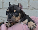 Собаки в Москве: Мальчик Американский булли микро формата Мальчик, Бесплатно - фото 6