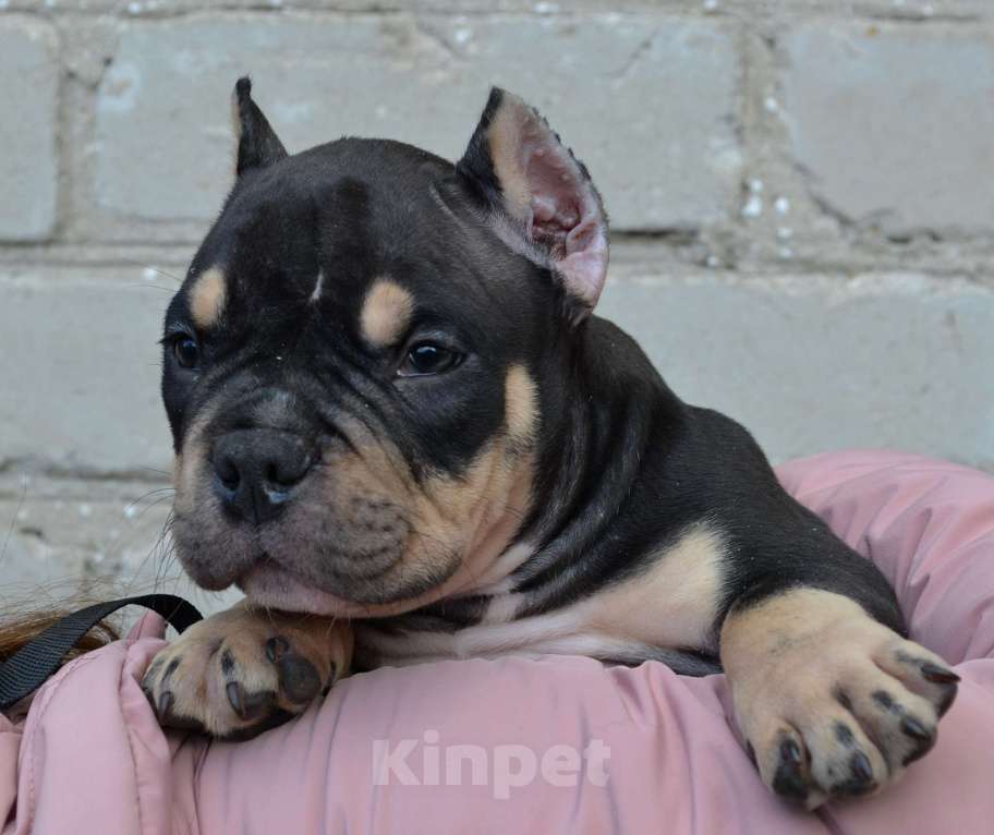 Собаки в Москве: Мальчик Американский булли микро формата Мальчик, Бесплатно - фото 6