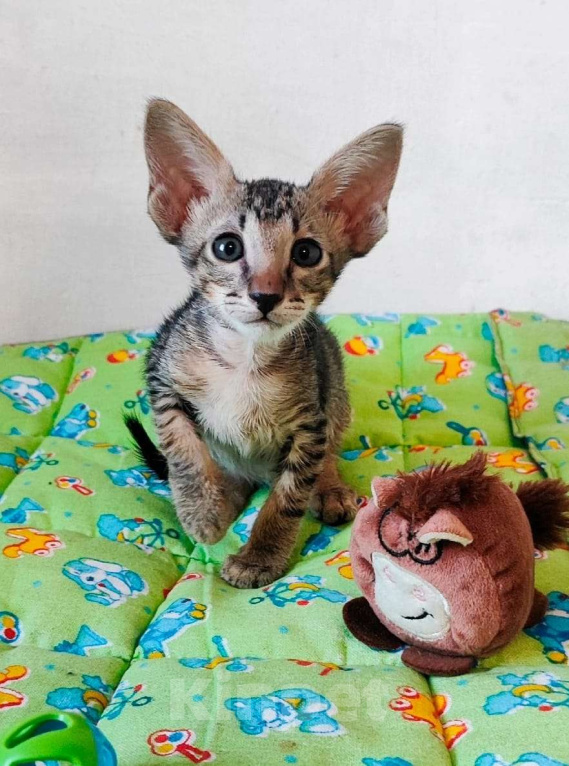 Кошки в Новосибирске: Петерболд Вариетта Мальчик, 30 000 руб. - фото 4