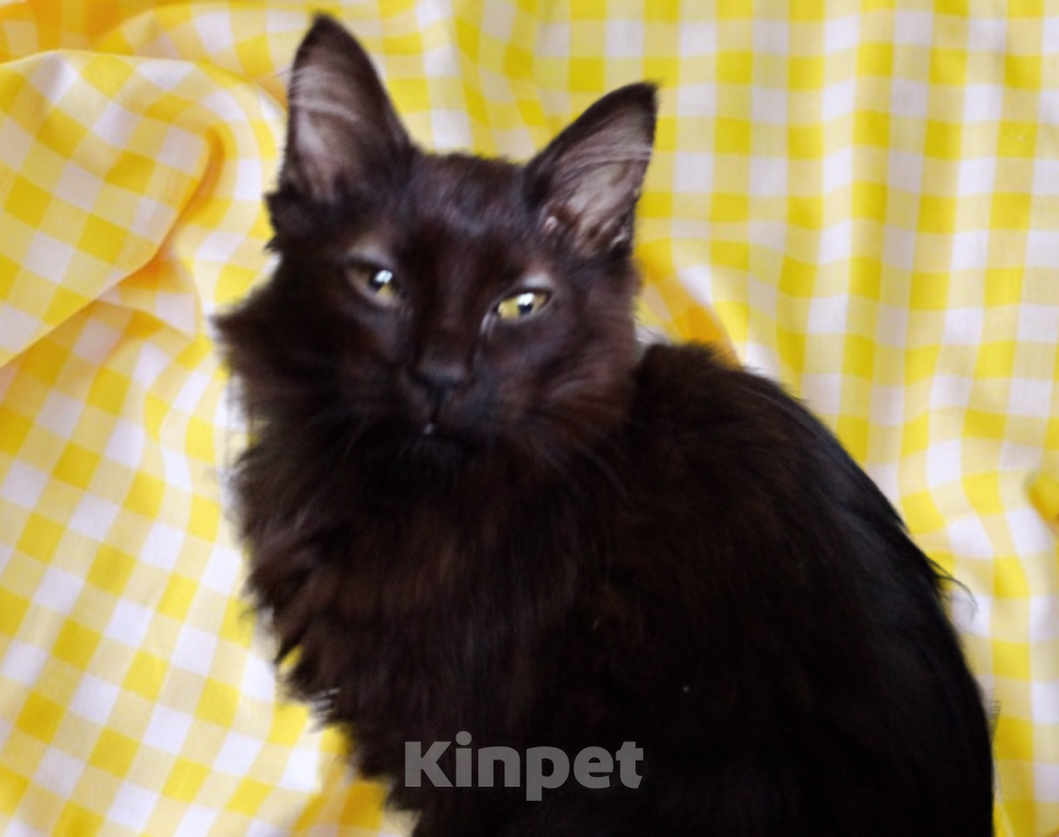 Кошки в Москве: 🧡  ( Персик )  –  Благодарный  и  спокойный  домашний  котёнок  –  в  заботливую  семью Мальчик, Бесплатно - фото 1