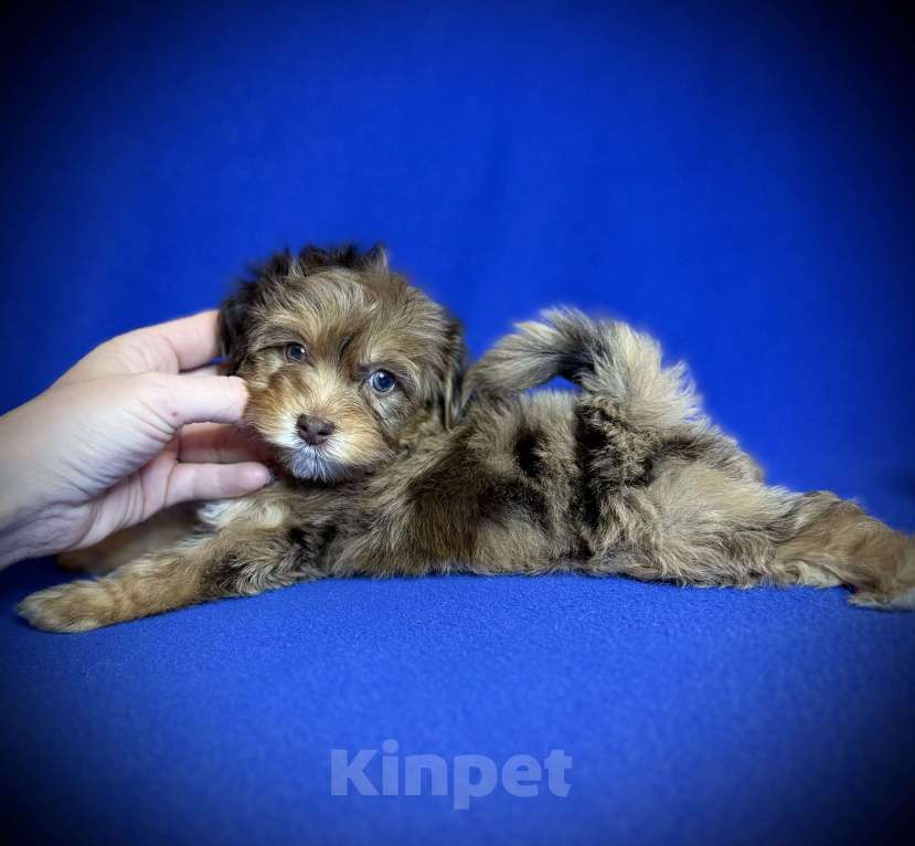 Собаки в Москве: Щенки мальтипу Девочка, 75 000 руб. - фото 7