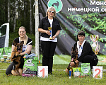 Собаки в Челябинске: Немецкая овчарка Девочка, 80 000 руб. - фото 4