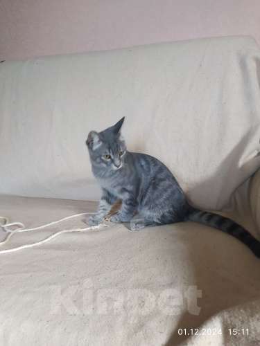Кошки в Севастополе: Серебристый мальчик Мальчик, 100 руб. - фото 8