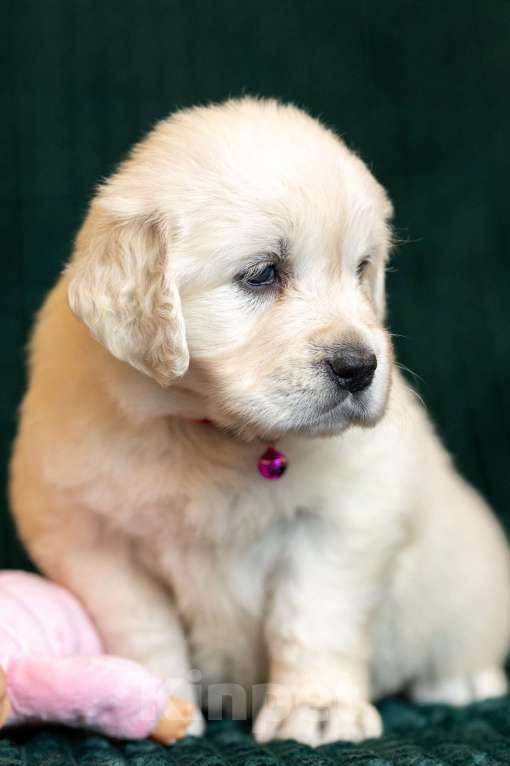 Собаки в других городах Московской области: Злата Девочка, 100 000 руб. - фото 3