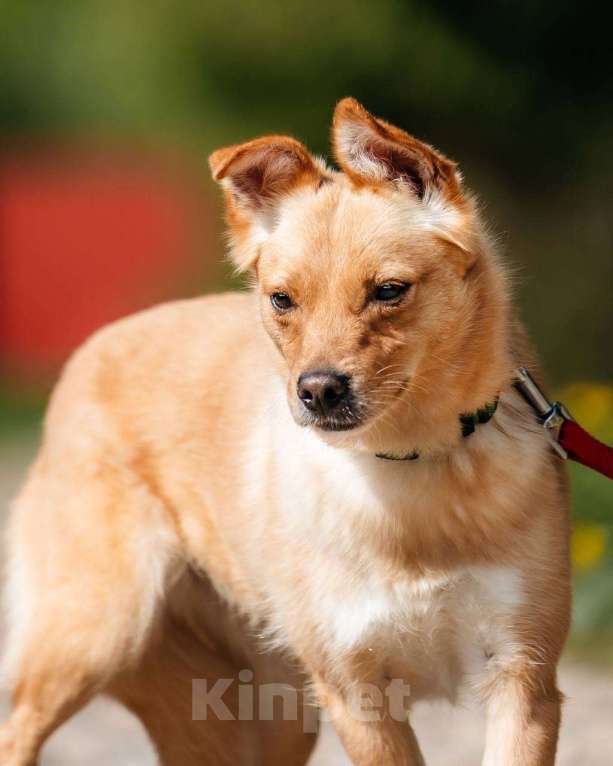 Собаки в Москве: Собачка размером с кошку Девочка, Бесплатно - фото 2