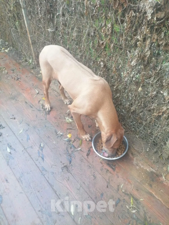 Собаки в Санкт-Петербурге: В добрые руки Девочка, Бесплатно - фото 4