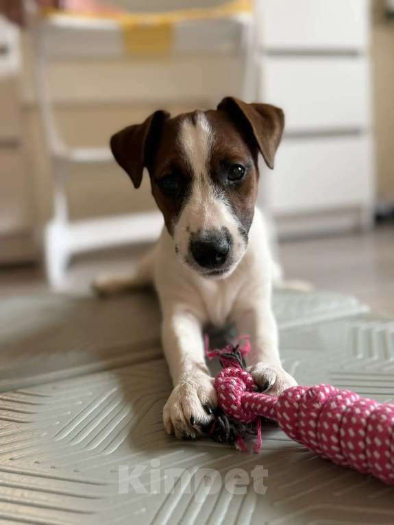 Собаки в Москве: Сука джек Рассел терьер 5 месяцев Девочка, Бесплатно - фото 3