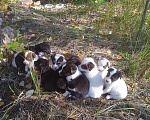 Собаки в Липецке: Очаровательные щенки  Девочка, Бесплатно - фото 2
