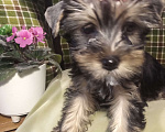 Собаки в Санкт-Петербурге: Щенки йоркширского терьера Девочка, 25 500 руб. - фото 3