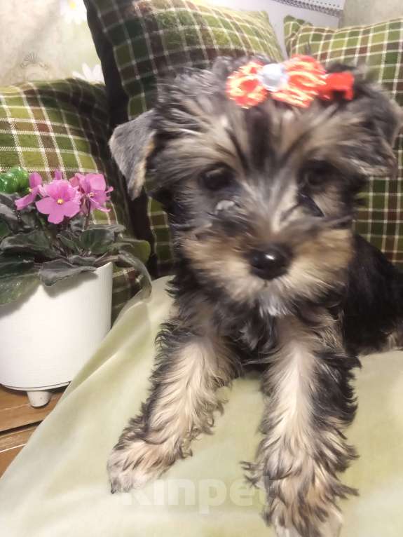 Собаки в Санкт-Петербурге: Щенки йоркширского терьера Девочка, 25 500 руб. - фото 3