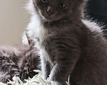 Кошки в Щелково: Кошечка в добрые руки  Девочка, Бесплатно - фото 1