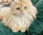 Кошки в Москве: Британский кот золотая шиншилла Мальчик, 50 000 руб. - фото 2