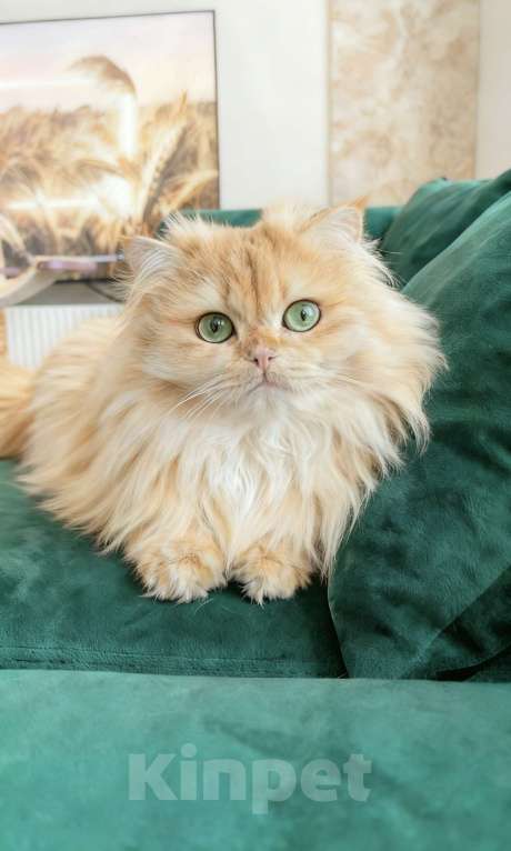 Кошки в Москве: Британский кот золотая шиншилла Мальчик, 50 000 руб. - фото 2