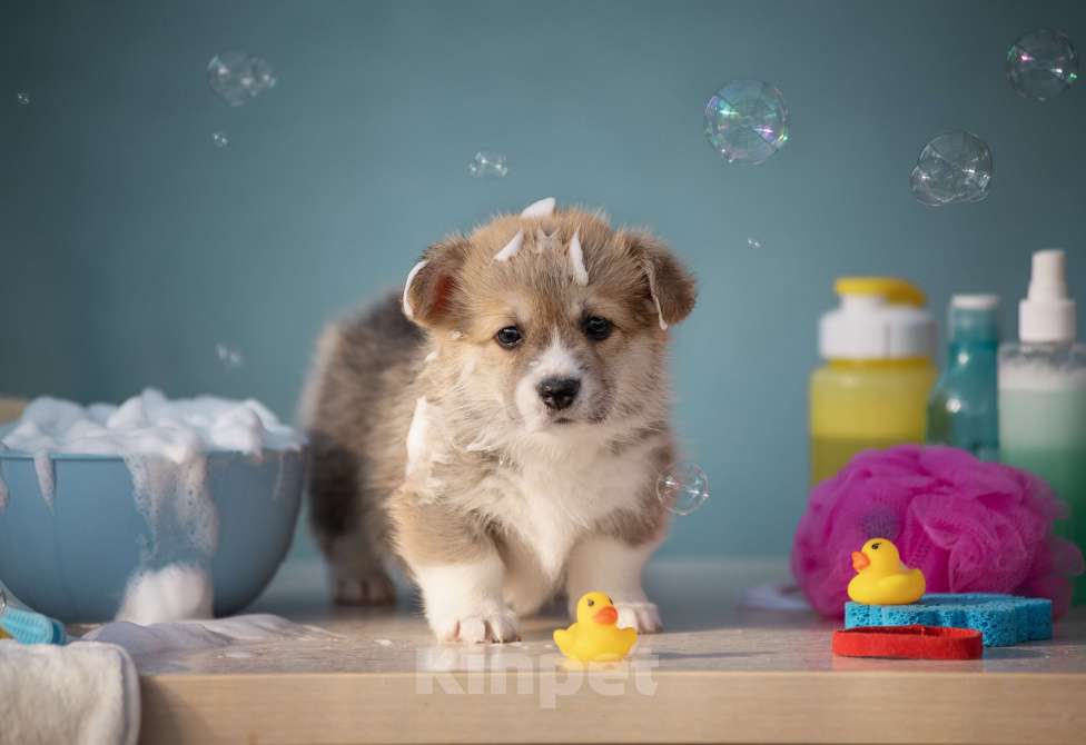 Собаки в Краснодаре: Девочка корги пемброк Девочка, 65 000 руб. - фото 1