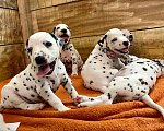 Собаки в Калининграде: великолепные щенки ждут вас Девочка, Бесплатно - фото 1