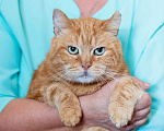 Кошки в Москве: Уникальный кот-тяжеловес рыжий Гарфилд в добрые руки Мальчик, Бесплатно - фото 1
