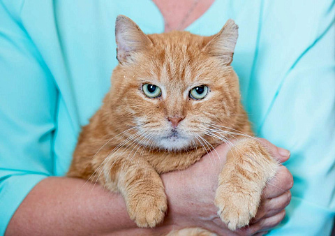 Объявление: Уникальный кот-тяжеловес рыжий Гарфилд в добрые руки, Бесплатно, Москва