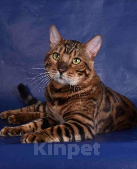 Кошки в Новосибирске: Бенгальские котята Девочка, 5 000 руб. - фото 2