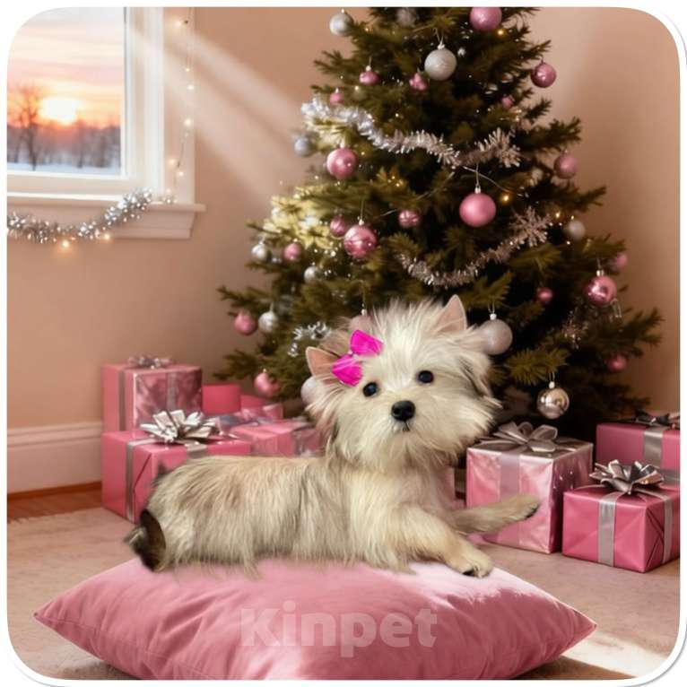 Собаки в Москве: Йорк мини девочка золотая голддаст бэби фейс Девочка, 70 000 руб. - фото 2