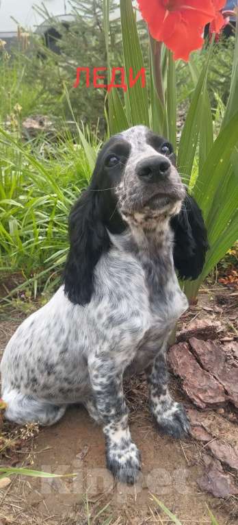 Собаки в Москве: Девочка Девочка, 35 000 руб. - фото 2