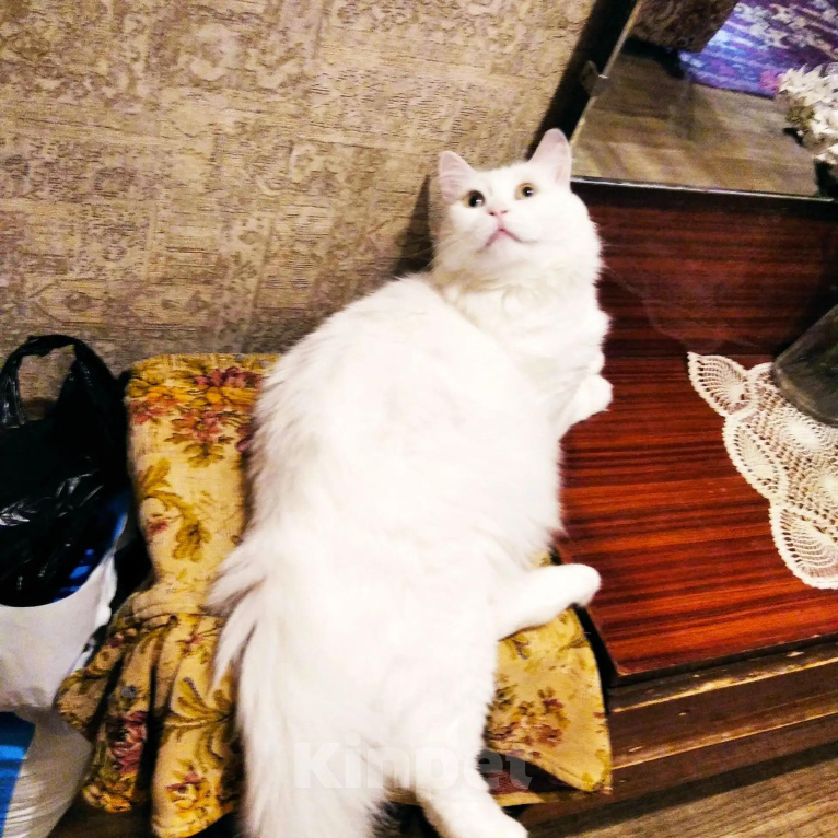Кошки в Ростове-на-Дону: Кошечка ищет дом Девочка, Бесплатно - фото 4
