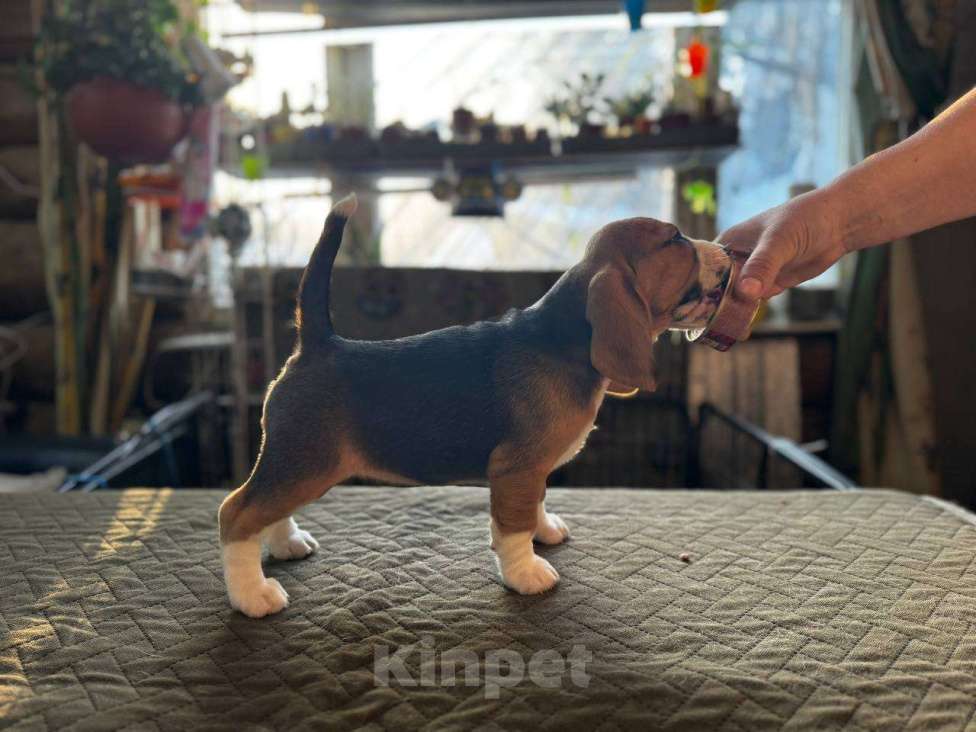 Собаки в других городах Московской области: Сука бигль Девочка, 55 000 руб. - фото 3