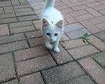 Кошки в Лобне: Белый пушистик с серым пятнышком Мальчик, Бесплатно - фото 4