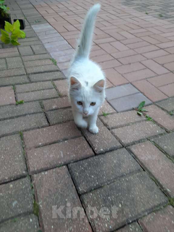 Кошки в Лобне: Белый пушистик с серым пятнышком Мальчик, Бесплатно - фото 4