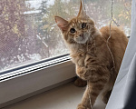 Кошки в Барнауле: Кошечка Мейн-кун Девочка, 26 000 руб. - фото 2
