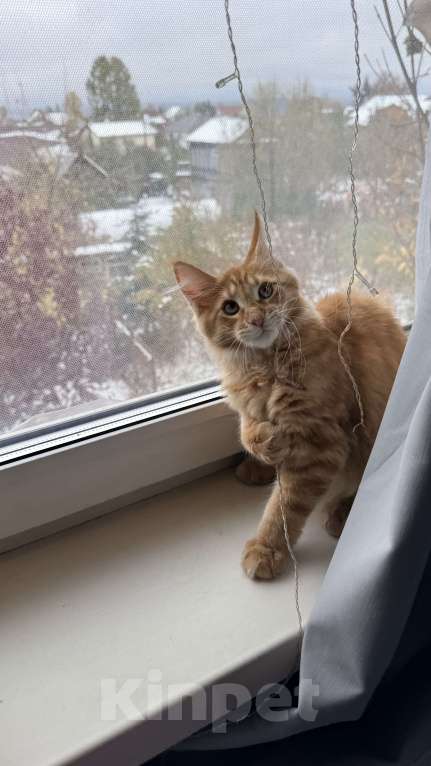 Кошки в Барнауле: Кошечка Мейн-кун Девочка, 26 000 руб. - фото 2