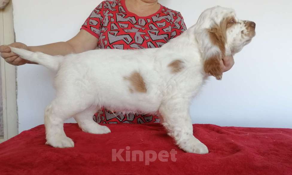 Собаки в Чите: Щенки кламбер спаниеля Разнополые, 50 000 руб. - фото 3