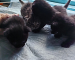 Кошки в Новосибирске: Ласковые крошки котята ищут дом Девочка, Бесплатно - фото 4
