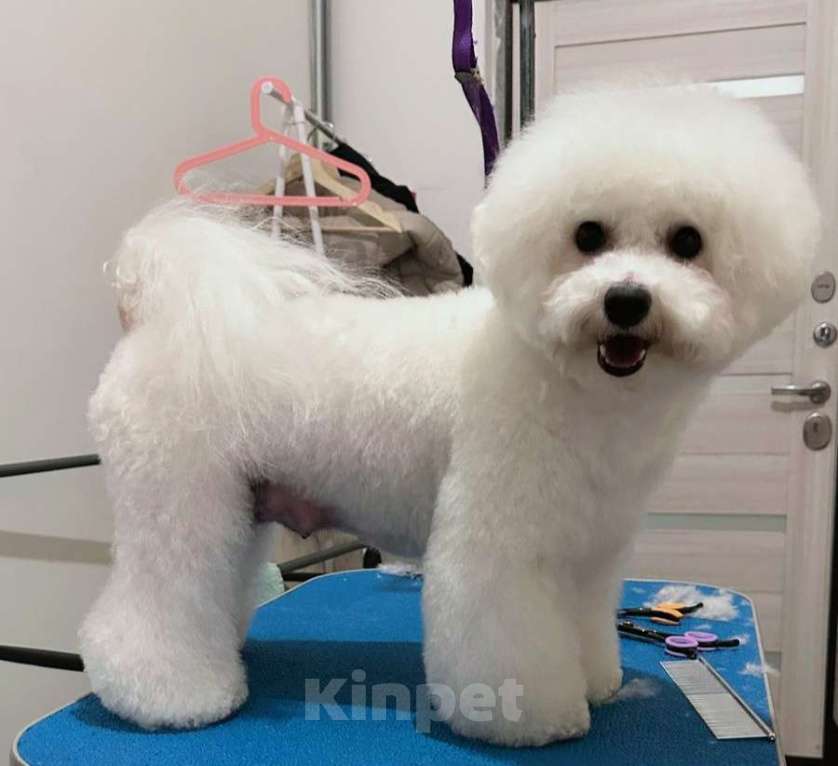 Собаки в Пушкино: Альбусия Девочка, 75 000 руб. - фото 4