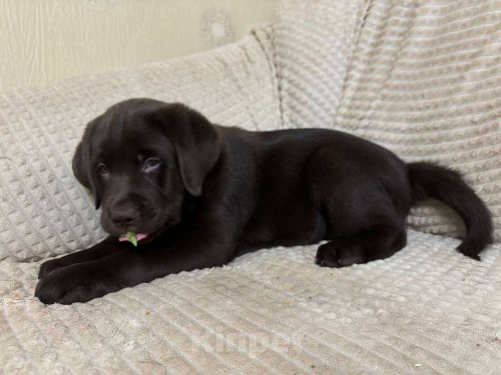 Собаки в Москве: Щенки Лабрадора ретривера шоколадные Девочка, 100 000 руб. - фото 4