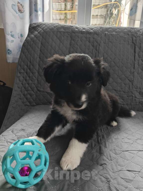 Собаки в Новосибирске: щенки Бордер Колли Мальчик, Бесплатно - фото 8