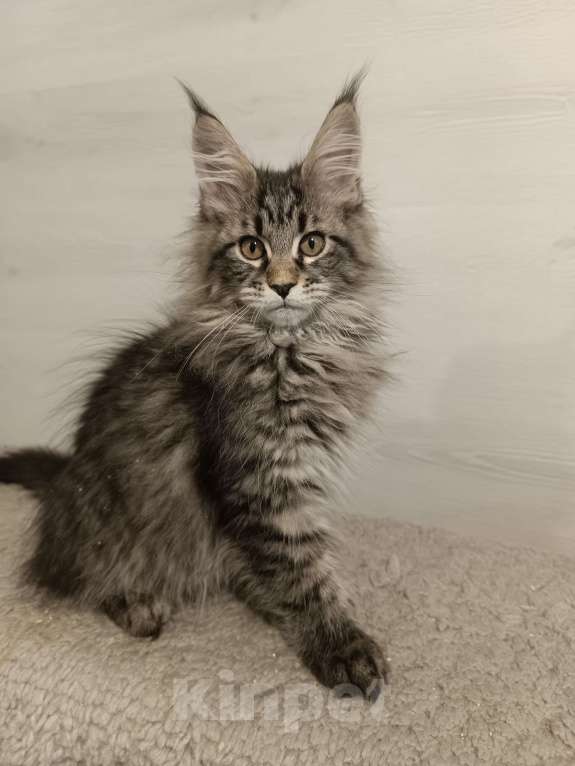 Кошки в других городах Владимирской области: Котики  мейн кун в любимцы Мальчик, 45 000 руб. - фото 6