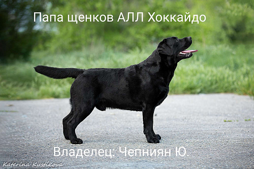 Объявление: Черная девочка лабрадора высокого качества из питомника РКФ/FCI, Бесплатно, Калуга