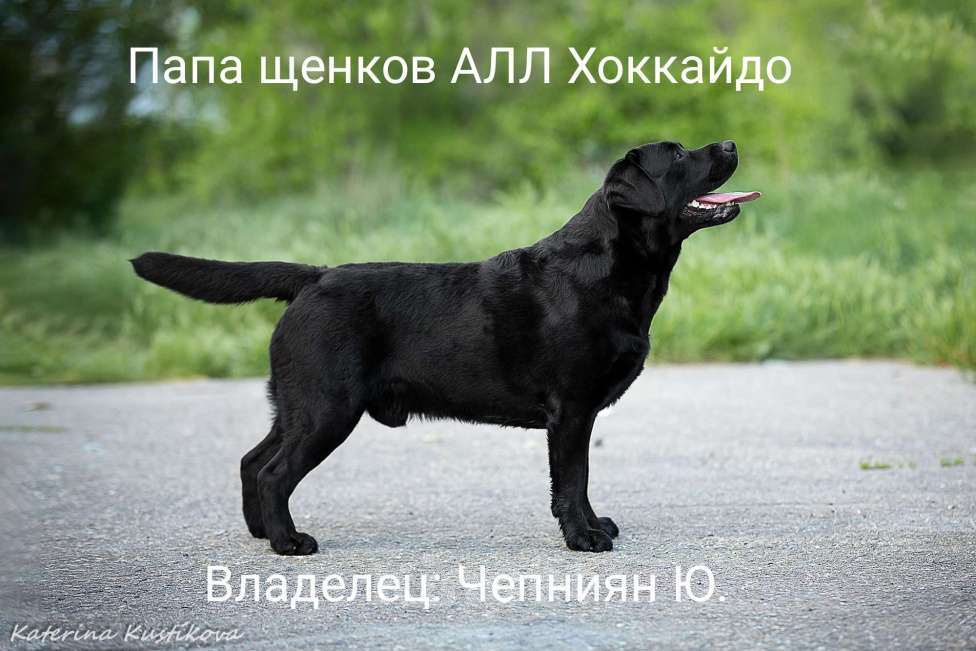 Собаки в Калуге: Черная девочка лабрадора высокого качества из питомника РКФ/FCI Девочка, Бесплатно - фото 4