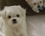 Собаки в Улане-Удэ: Мальтезе малыши Разнополые, Бесплатно - фото 1