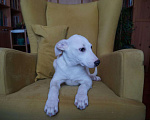 Собаки в Белоозёрском: Нежный Вильям в добрые руки! Мальчик, 100 руб. - фото 3